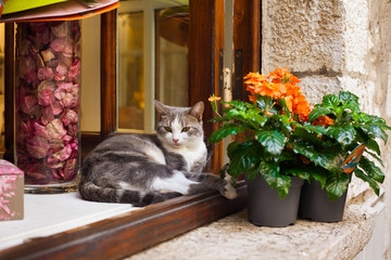 A cat lies on a window near a flower in a pot in the village of Saint-Paul-de-Vence in southern France