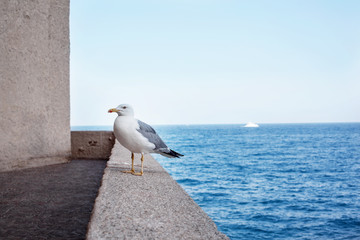 A seagull sits on a concrete walkway with beautiful sea views in the south of France