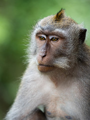 Obraz premium A monkey in the secred monkey forest in Ubud, Bali Indonesia close up portrait