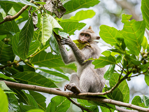 A monkey in the secred monkey forest in Ubud, Bali Indonesia eating a leaf