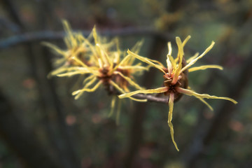 желтые цветы звезды в саду на коричневом фоне