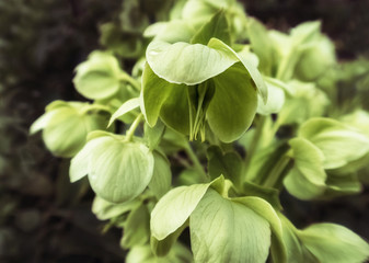 green flowers leaves in the garden