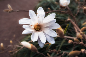 white Magnolia flowers in the garden 
