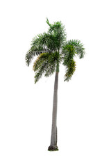 Palm trees on a white background.
