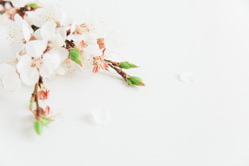 White flowering branch.White background.Copy space.Minimalist style.