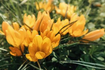 yellow tulips in the garden in the sun
