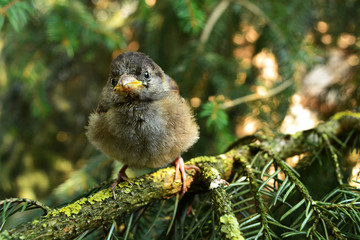 sparrow on a branch