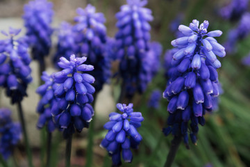 blue bright flowers cones