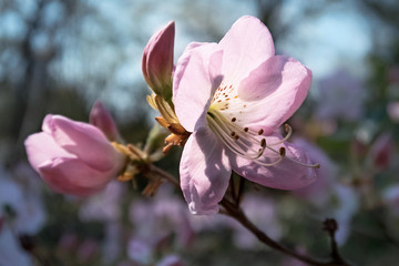 pink flower in the light in the garden
