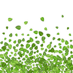 Flying green leaves on white background. Spring leaf pattern on isolated backdrop. Fall fresh leaves plant. Vector illustration
