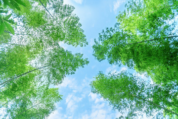 Looking up at the sunshine sky and the lush bamboo forest.