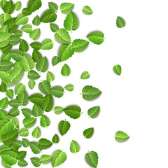 Fototapeta na wymiar Flying green leaves on white background. Spring leaf pattern on isolated backdrop. Fall fresh leaves plant. Vector illustration