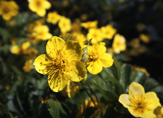 Yellow Buttercup in the meadow
