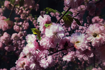 Cherry blossoms