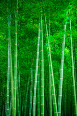 In spring, the lush bamboo forest in the sun. A picture with a pure green background