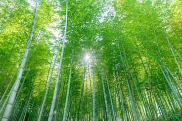 Fototapeta na wymiar Looking up, the sun shines through the lush green bamboo forest.