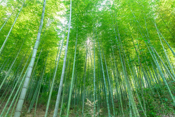 Naklejka premium Wiosną bujny bambusowy las w słońcu. Obraz z czystym zielonym tłem.