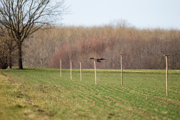 Buzzard approaching a perch in the field