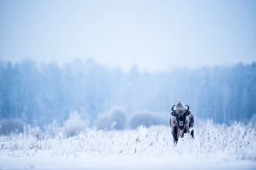 Poster Geïsoleerde Europese bizon op een zeer koude winterdag © Reto
