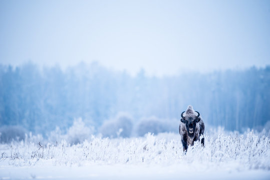 Isolated European bison on a very cold winter day