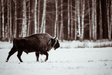 Isolated European bison on a cold winter day © Reto