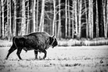 Isolated European bison on a cold winter day