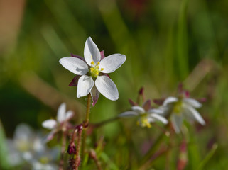 Beautiful five-leafed white dwarf flower