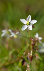 Beautiful five-leafed white dwarf flower
