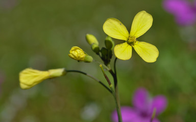 Beautiful small yellow flower with four leaves