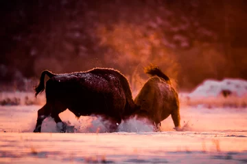 Foto auf Acrylglas Zwei europäische Bisons kämpfen an einem kalten Wintermorgen bei schönem Gegenlicht © Reto