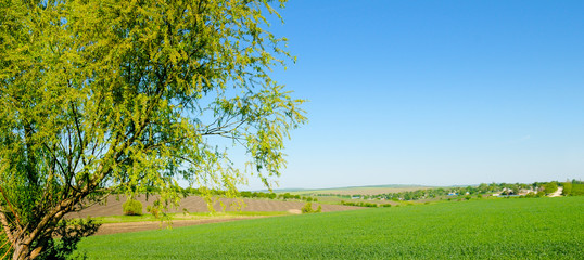 Picturesque green field and blue sky. Wide photo.