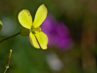 Beautiful small yellow flower with four leaves
