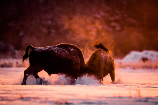 Two European bison fighting on a cold winter morning in beautiful backlight