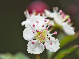 Pink anthers floating on white flowers