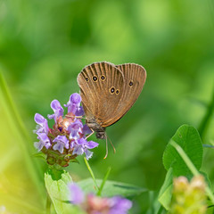 The ringlet (Aphantopus hyperantus) is a butterfly in the family Nymphalidae.