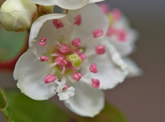 Pink anthers floating on white flowers