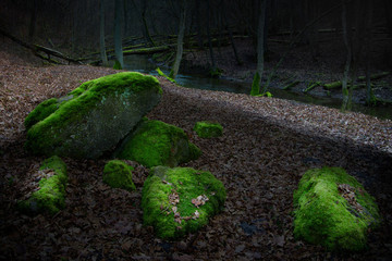Głazy W Tajemniczym Lesie  © Wojciech Lisiński