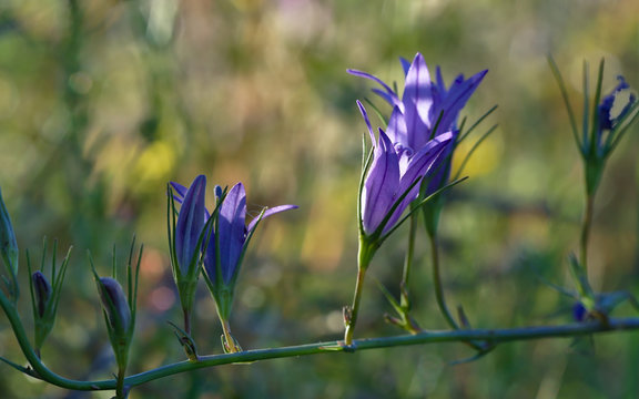 Raponchigo flowers, Campanula rapunculus, backlit.