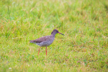 Common redshank (tringa totanus) foraging in farmland