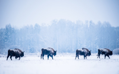 European bison wandering through the snow on a very cold winterday © Reto