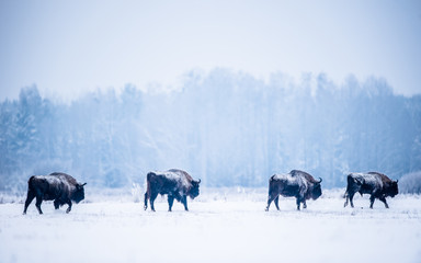 European bison wandering through the snow on a very cold winterday