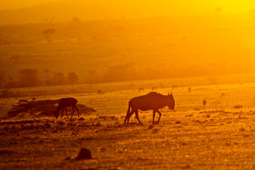 Fototapeta na wymiar Silhouette of animals at dawn feeding on open plains