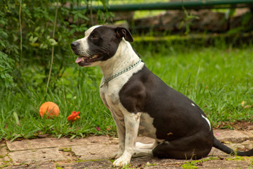 Cachorro Pitbull