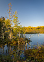 Morning light on a northern Wisconsin tamarack bog in autumn. 