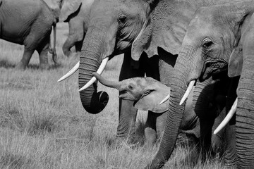 Naklejka premium Black and White images of elephants in the wild