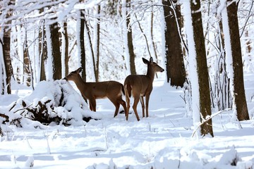 White tailed deer, doe and fawn near city park in Wisconsin