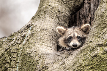 A cute raccoon sitting in a tree hole  © Reto