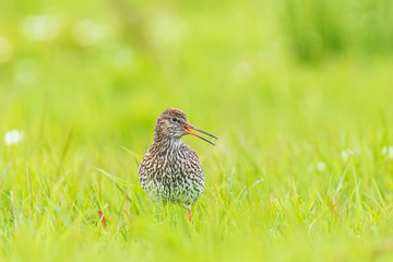 common redshank tringa totanus on a vibrant meadow