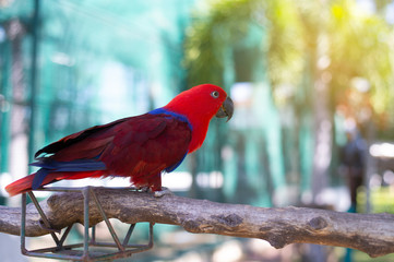 Red parrot in the tropical forest Colorful feathers.