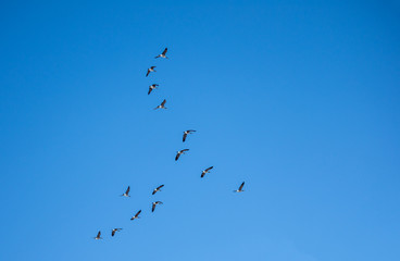 A flock of birds on the blue sky background